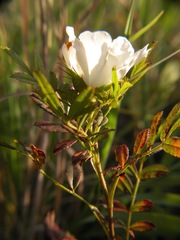 Rosa foliolosa