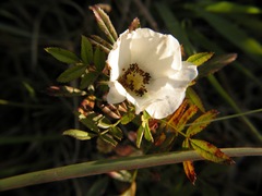 Rosa foliolosa