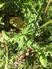 Ranunculus acris acris