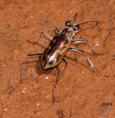 Ellipsoptera cuprascens