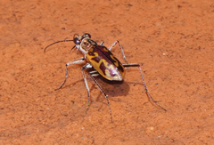 Ellipsoptera cuprascens