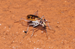 Ellipsoptera cuprascens