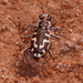 Shelford's Tiger Beetle - Photo (c) Benjamin Schwartz, some rights reserved (CC BY-NC), uploaded by Benjamin Schwartz