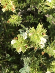 Salvia tchihatcheffii