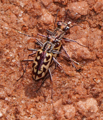 Ellipsoptera cuprascens