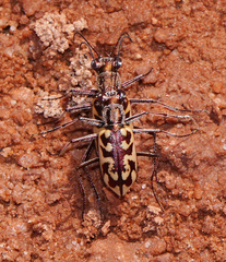 Ellipsoptera cuprascens