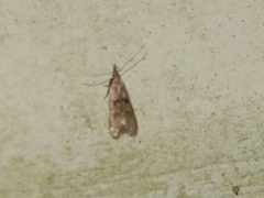 Dichomeris punctipennella