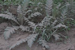 Platycarpha glomerata