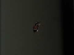 Conotrachelus anaglypticus