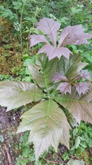 Rodgersia