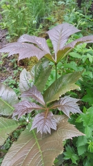 Rodgersia