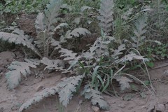 Platycarpha glomerata