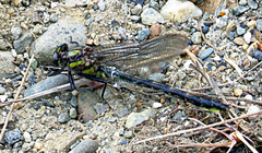 Phanogomphus spicatus