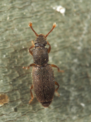 Monotomidae