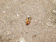 Stenolophus discophorus