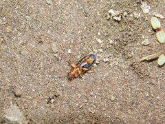 Stenolophus discophorus