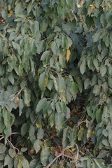 Cordia caffra