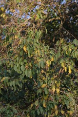 Cordia caffra
