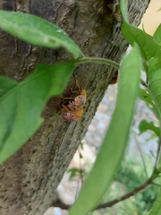 Podontia