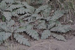 Platycarpha glomerata