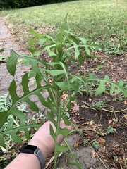 Lactuca biennis