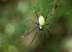Nephila vitiana