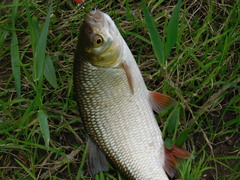 Leuciscus idus