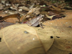 Rhinella castaneotica