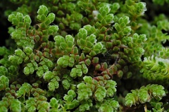 Azolla microphylla