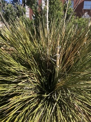 Dasylirion leiophyllum