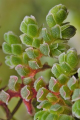 Azolla microphylla