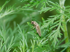Synaptus filiformis