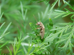 Synaptus filiformis