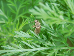 Synaptus filiformis