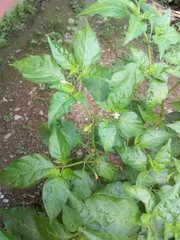 Capsicum annuum glabriusculum