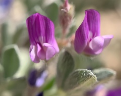Astragalus sericoleucus