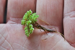 Azolla microphylla