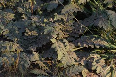 Platycarpha glomerata