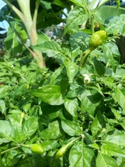 Capsicum annuum glabriusculum