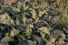 Platycarpha glomerata