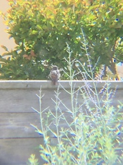 Phoenicurus ochruros