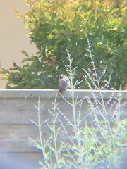 Phoenicurus ochruros