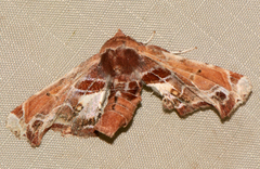 Eutelia pulcherrimus