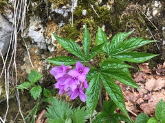 Cardamine pentaphyllos