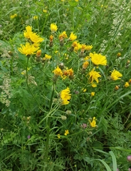 Crepis biennis