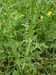 Crepis biennis