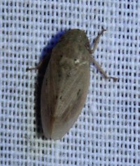 Negosiana dualis