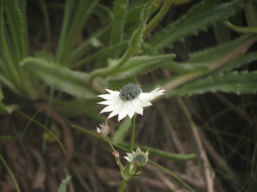 Image of Alepidea thodei by no rights reserved