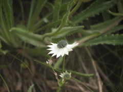 Alepidea thodei