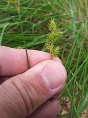 Carex bicknellii